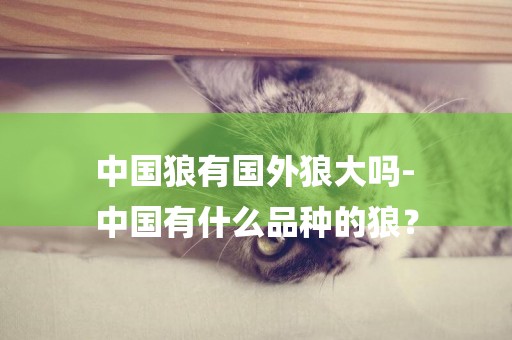 中國狼有國外狼大嗎-
中國有什么品種的狼？