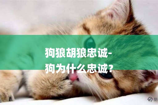 狗狼胡狼忠誠-
狗為什么忠誠？