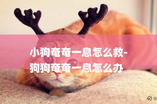 小狗奄奄一息怎么救-
狗狗奄奄一息怎么辦