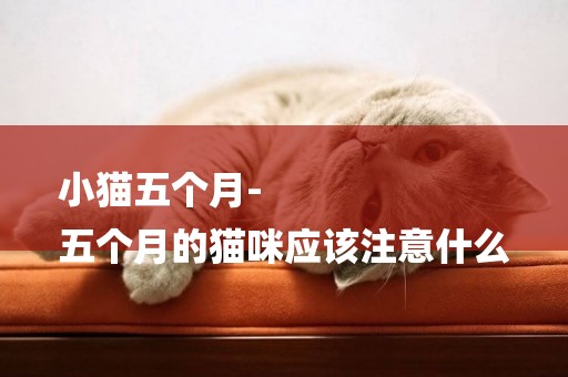 小貓五個月-
五個月的貓咪應該注意什么