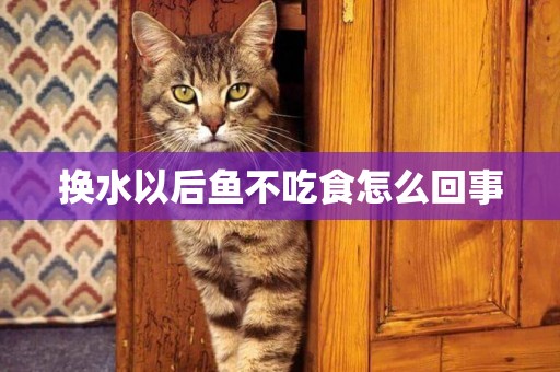 換水以后魚不吃食怎么回事