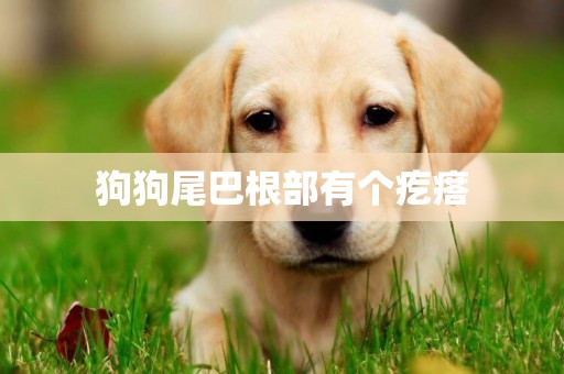 狗狗尾巴根部有個疙瘩