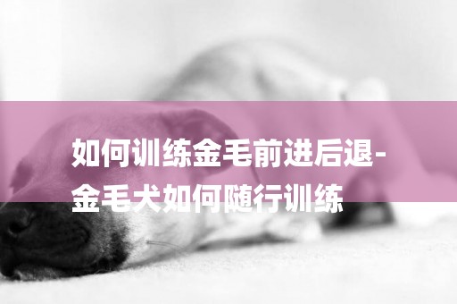 如何訓練金毛前進后退-
金毛犬如何隨行訓練