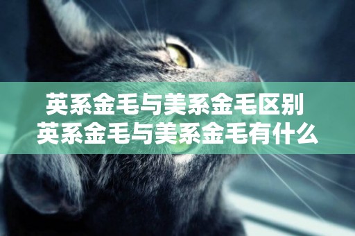英系金毛與美系金毛區別 英系金毛與美系金毛有什么區別