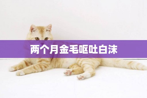 兩個月金毛嘔吐白沫