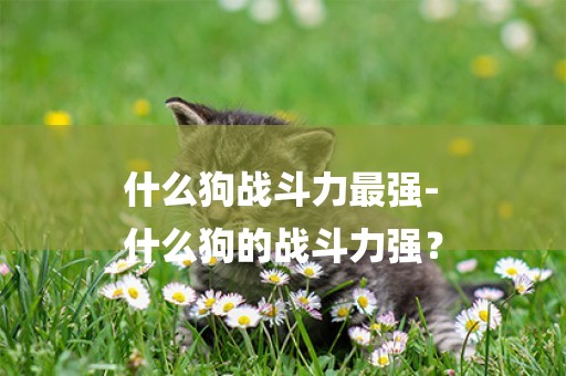 什么狗戰斗力最強-
什么狗的戰斗力強？