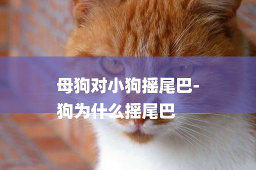 母狗對小狗搖尾巴-
狗為什么搖尾巴