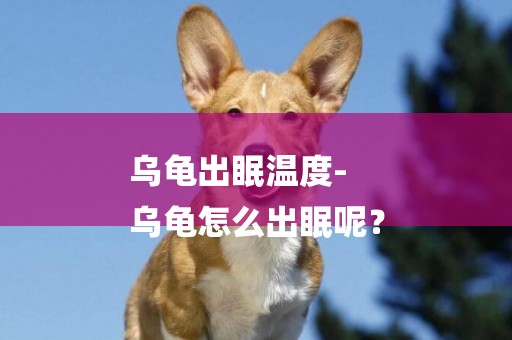 烏龜出眠溫度-
烏龜怎么出眠呢？