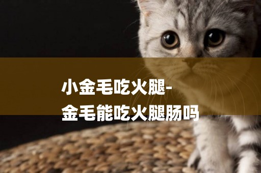 小金毛吃火腿-
金毛能吃火腿腸嗎