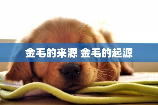 金毛的來源 金毛的起源