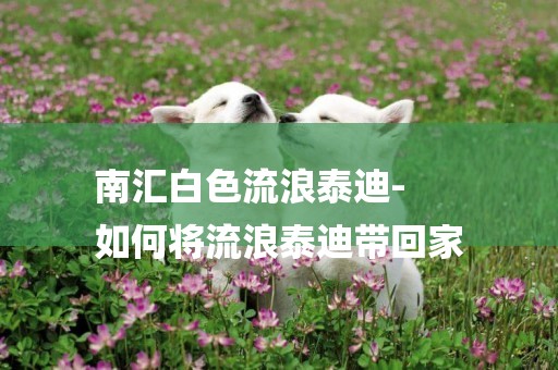 南匯白色流浪泰迪-
如何將流浪泰迪帶回家