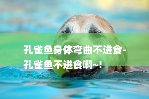 孔雀魚身體彎曲不進食-
孔雀魚不進食啊~!