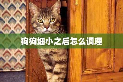 狗狗細小之后怎么調理