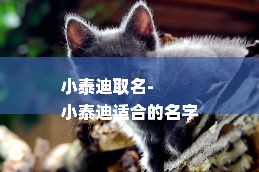 小泰迪取名-
小泰迪適合的名字