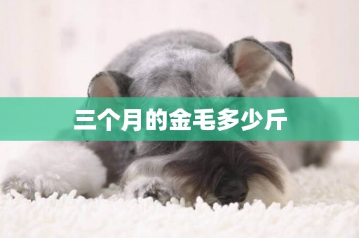 三個月的金毛多少斤