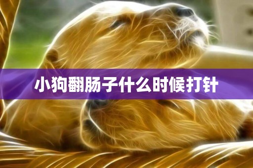 小狗翻腸子什么時候打針