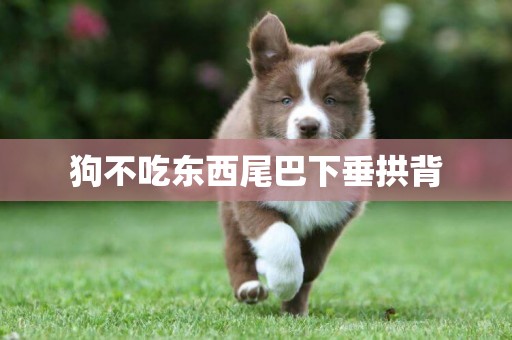 狗不吃東西尾巴下垂拱背