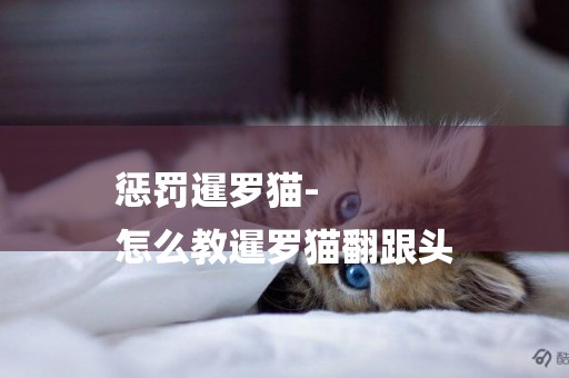 懲罰暹羅貓-
怎么教暹羅貓翻跟頭