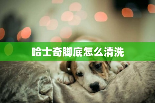 哈士奇腳底怎么清洗