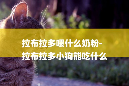 拉布拉多喂什么奶粉-
拉布拉多小狗能吃什么