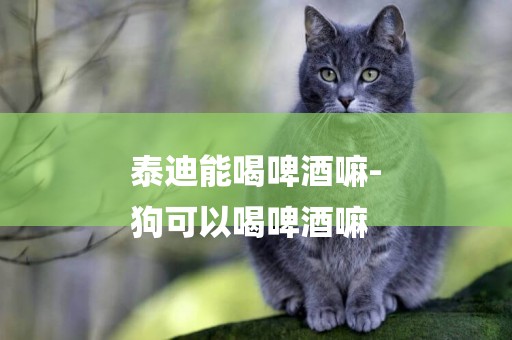 泰迪能喝啤酒嘛-
狗可以喝啤酒嘛