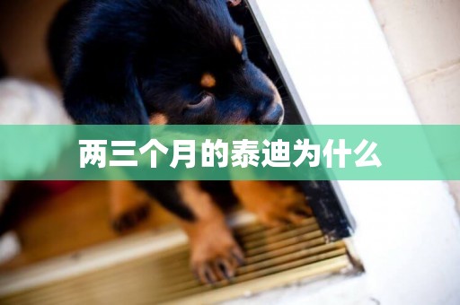 兩三個月的泰迪為什么