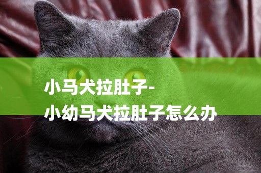 小馬犬拉肚子-
小幼馬犬拉肚子怎么辦