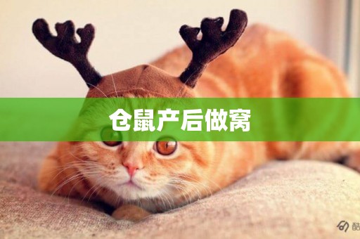 倉鼠產后做窩