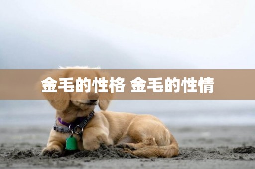 金毛的性格 金毛的性情