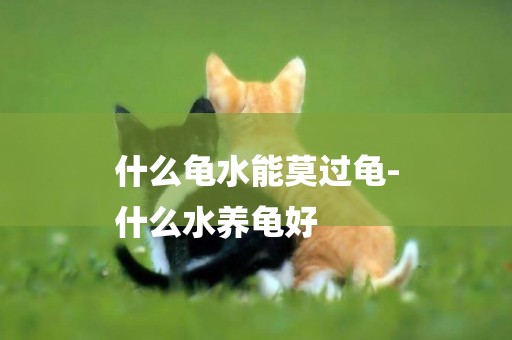 什么龜水能莫過龜-
什么水養龜好
