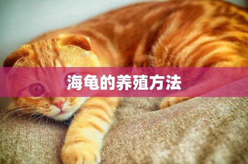 海龜的養殖方法