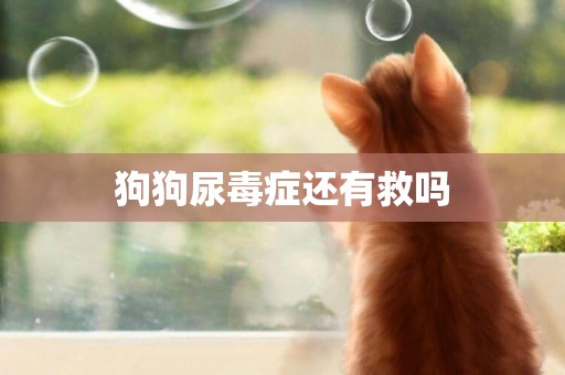 狗狗尿毒癥還有救嗎