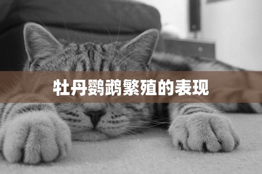 牡丹鸚鵡繁殖的表現
