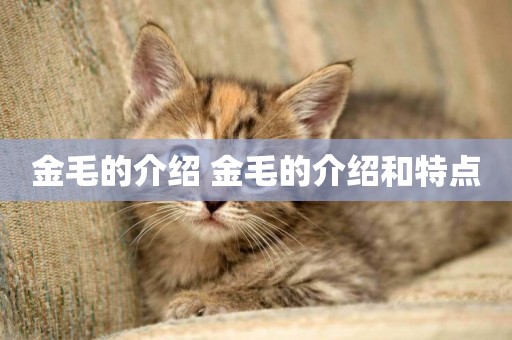 金毛的介紹 金毛的介紹和特點