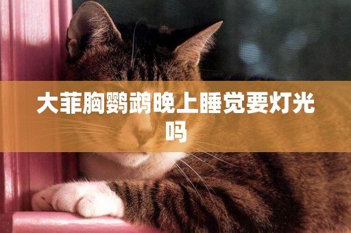 大菲胸鸚鵡晚上睡覺要燈光嗎