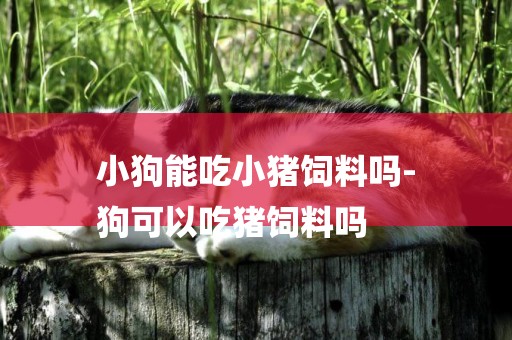 小狗能吃小豬飼料嗎-
狗可以吃豬飼料嗎