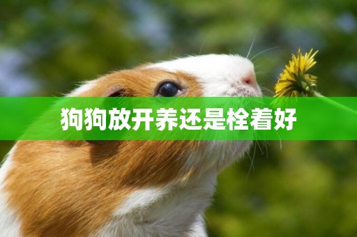狗狗放開養還是栓著好