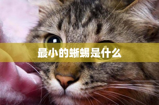 最小的蜥蜴是什么