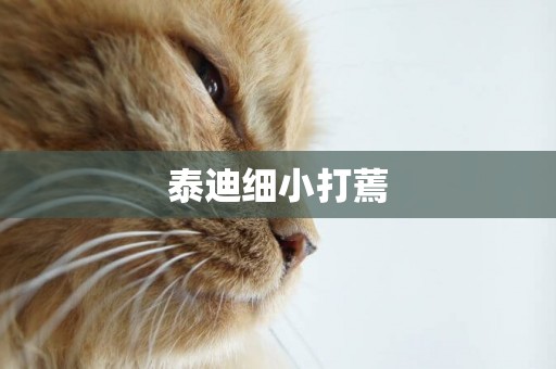 泰迪細小打蔫