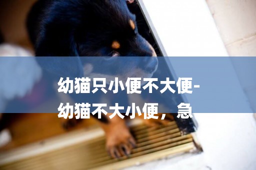 幼貓只小便不大便-
幼貓不大小便，急