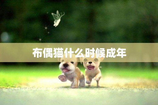 布偶貓什么時候成年