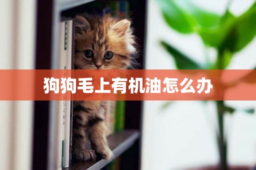 狗狗毛上有機油怎么辦