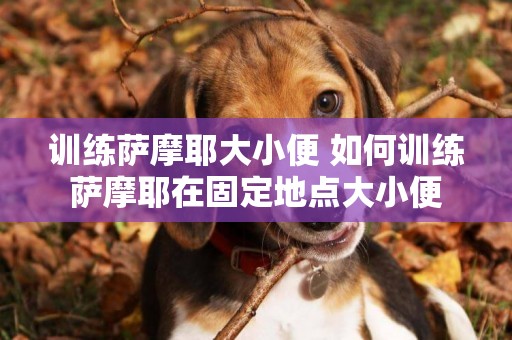訓練薩摩耶大小便 如何訓練薩摩耶在固定地點大小便