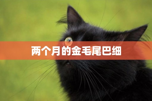 兩個月的金毛尾巴細
