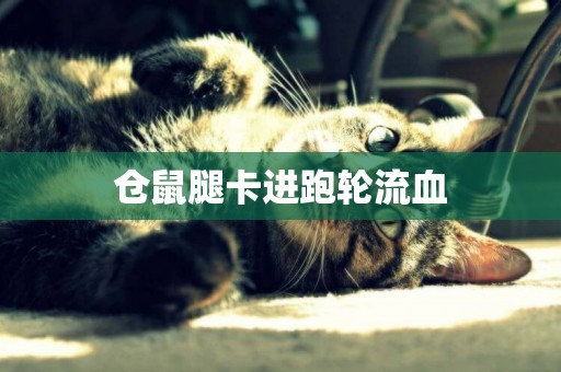 倉鼠腿卡進跑輪流血