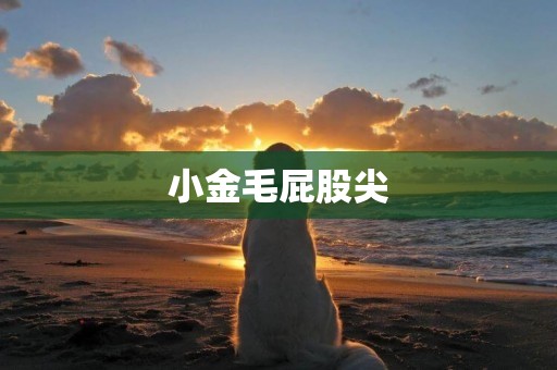 小金毛屁股尖
