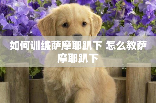 如何訓練薩摩耶趴下 怎么教薩摩耶趴下