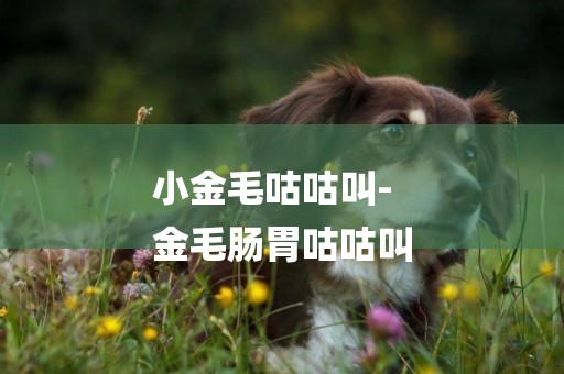 小金毛咕咕叫-
金毛腸胃咕咕叫