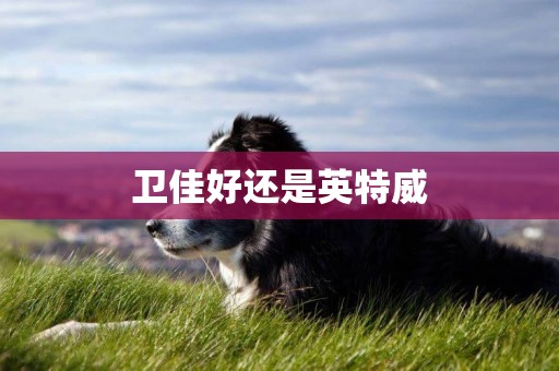 衛佳好還是英特威