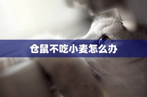 倉鼠不吃小麥怎么辦